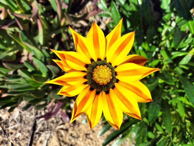 Quale specie di Gazania?